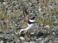 Plover playing wounded